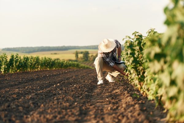 In the straw hat. Farmer is on the agricultural field